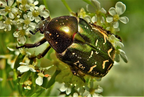 Copper Chafer, Hengelo, Nederland, photo 10 of 10