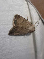 Caradrina flavirena