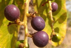 Buchanania cochinchinensis