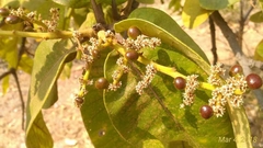 Buchanania cochinchinensis