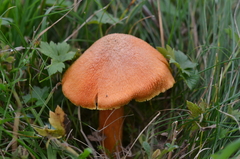 Hygrocybe intermedia