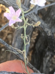 Stephanomeria exigua exigua
