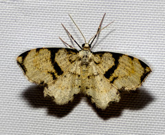 Monocerotesa connexa