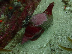 Lugubrilaria lugubris