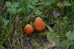Hygrocybe intermedia