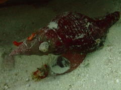Lugubrilaria lugubris