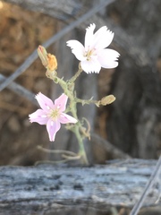 Stephanomeria exigua exigua