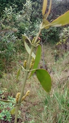 Santalaceae