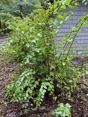 Neviusia alabamensis