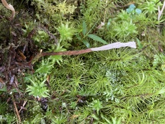 Clavulina castaneipes