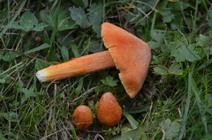 Hygrocybe intermedia