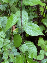 Neviusia alabamensis