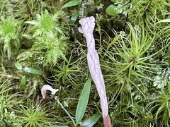 Clavulina castaneipes