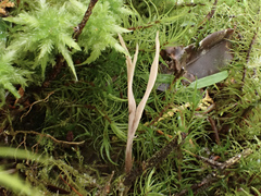 Clavulina castaneipes