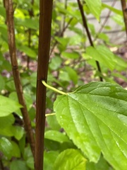 Neviusia alabamensis