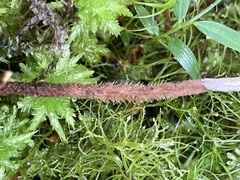 Clavulina castaneipes