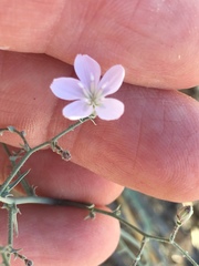 Stephanomeria exigua exigua