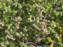 Phyliceae