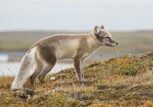 Arctic Fox