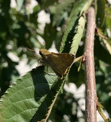 Atalopedes campestris