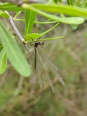 Myrmeleontiformia