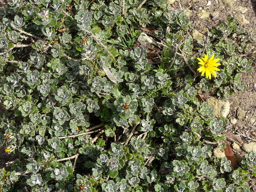 Image of Berkheya coriacea by (c) Shaun Swanepoel, some rights reserved (CC BY)
