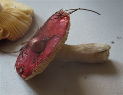Russula cessans