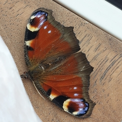 Aglais io