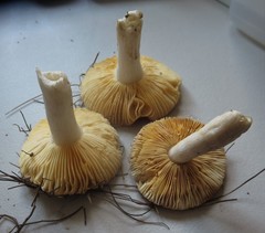 Russula cessans