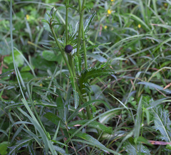 Cirsium sieboldii