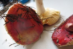 Russula cessans