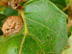 Plagiotrochus australis