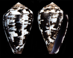 Conus ardisiaceus