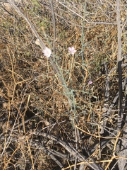 Stephanomeria exigua exigua