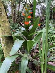 Guzmania gloriosa