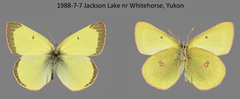 Colias gigantea