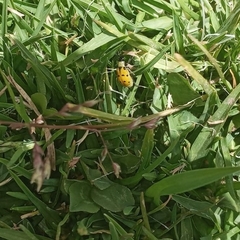 Diabrotica decempunctata