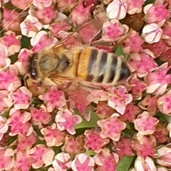 Apis mellifera