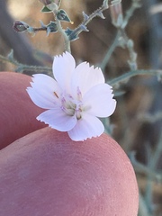 Stephanomeria exigua exigua