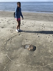 Rhopilema verrilli