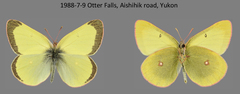 Colias gigantea