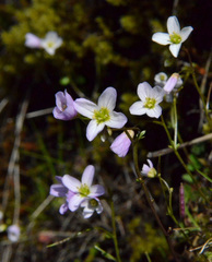 Cardamine pattersonii