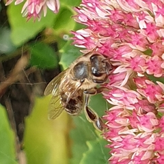 Apis mellifera
