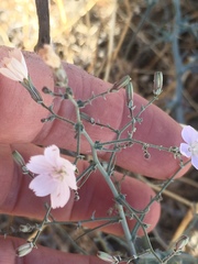 Stephanomeria exigua exigua