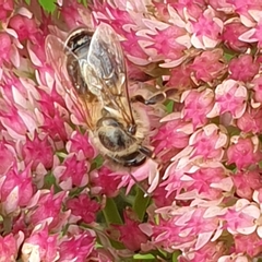 Apis mellifera