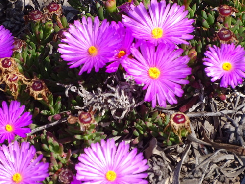 Image of Lampranthus ceriseus by (c) Shaun Swanepoel, some rights reserved (CC BY)