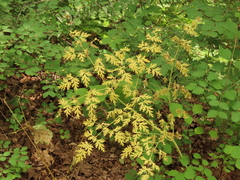 Lomatium dissectum dissectum