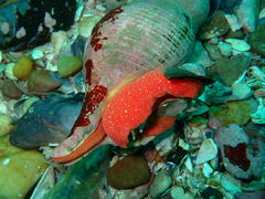 Africofusus ocelliferus