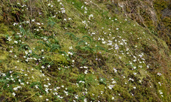 Cardamine pattersonii