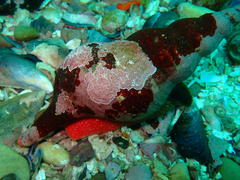 Africofusus ocelliferus